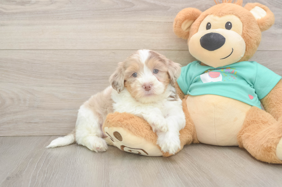 5 week old Shih Poo Puppy For Sale - Windy City Pups