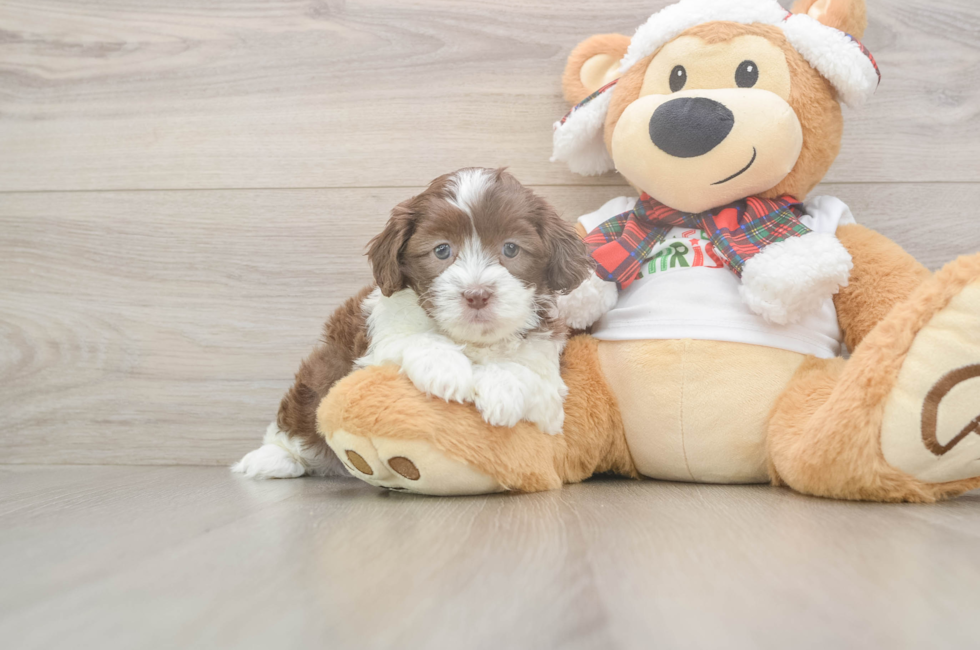 7 week old Shih Poo Puppy For Sale - Windy City Pups