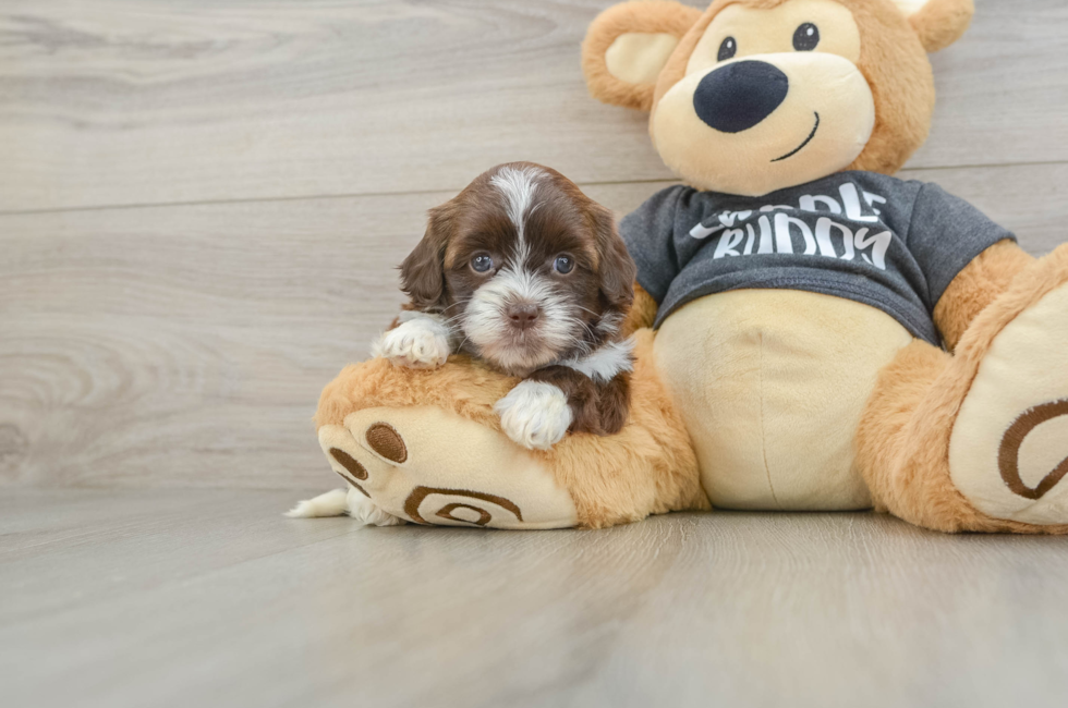 5 week old Shih Poo Puppy For Sale - Windy City Pups