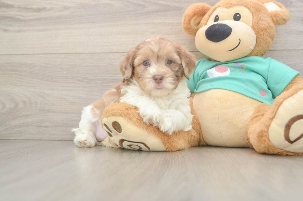 5 week old Shih Poo Puppy For Sale - Windy City Pups