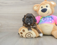 8 week old Shih Poo Puppy For Sale - Windy City Pups