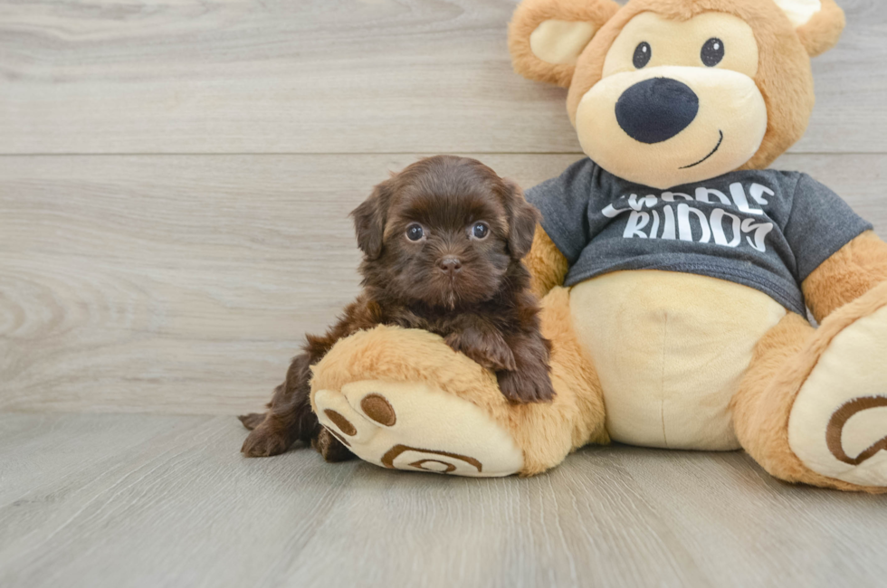 5 week old Shih Poo Puppy For Sale - Windy City Pups