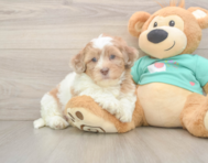 7 week old Shih Poo Puppy For Sale - Windy City Pups
