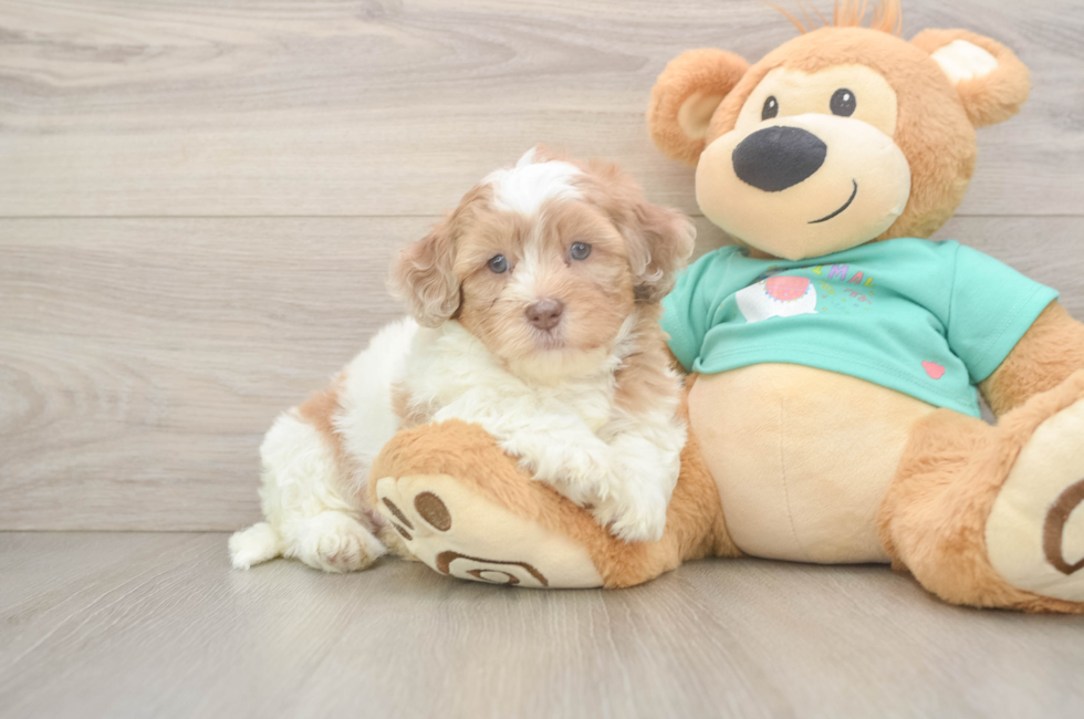 5 week old Shih Poo Puppy For Sale - Windy City Pups