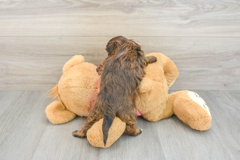 Shih Poo Pup Being Cute