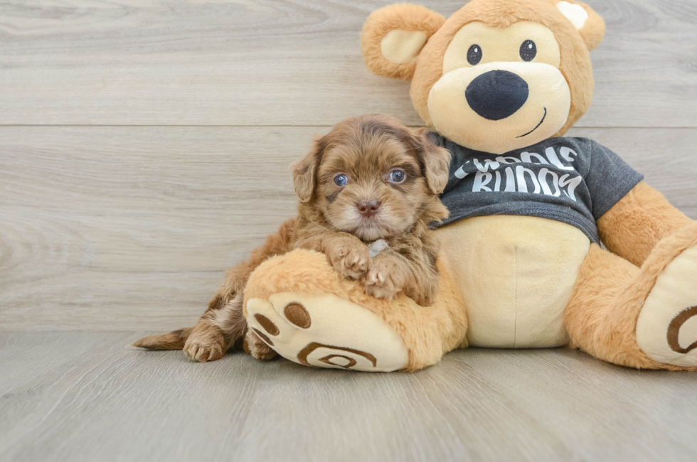 5 week old Shih Poo Puppy For Sale - Windy City Pups