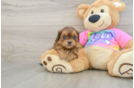 Hypoallergenic Shihpoo Poodle Mix Puppy
