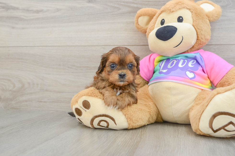 Hypoallergenic Shihpoo Poodle Mix Puppy