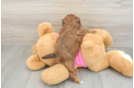 Playful Shih Poo Poodle Mix Puppy