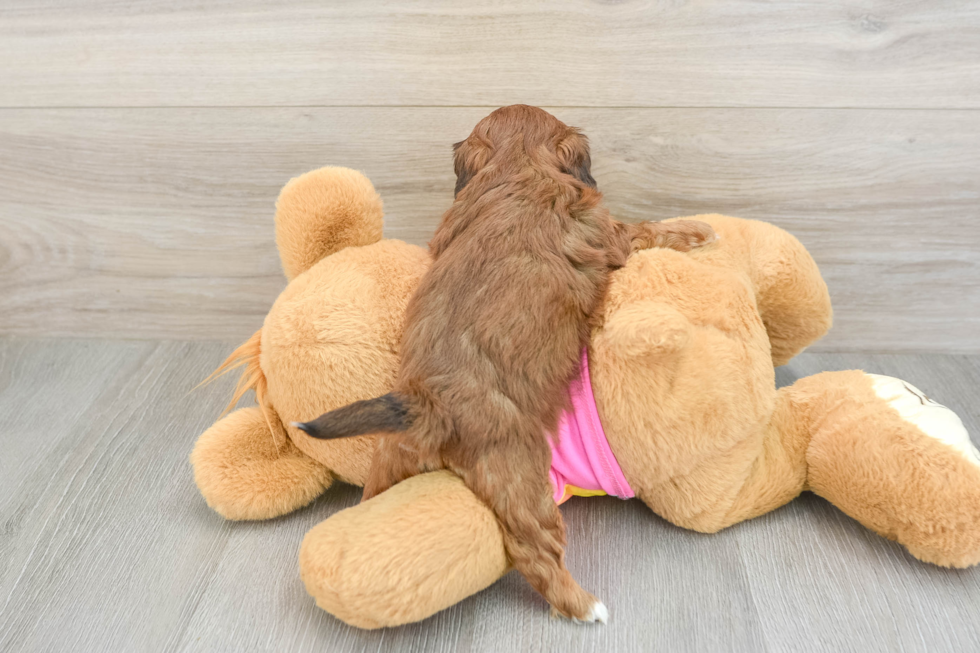 Playful Shih Poo Poodle Mix Puppy