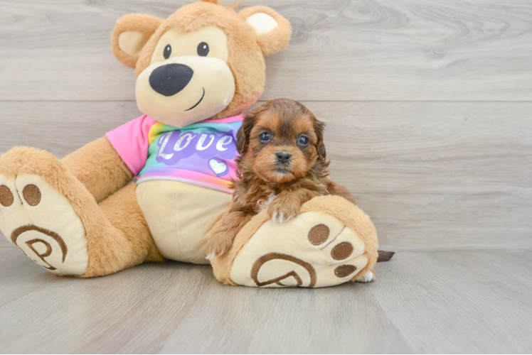 Shih Poo Pup Being Cute