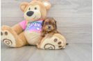 Shih Poo Pup Being Cute