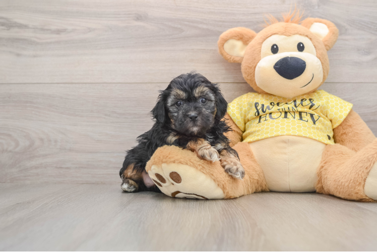 Shih Poo Pup Being Cute