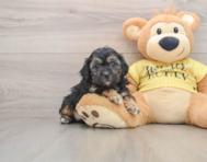 7 week old Shih Poo Puppy For Sale - Windy City Pups