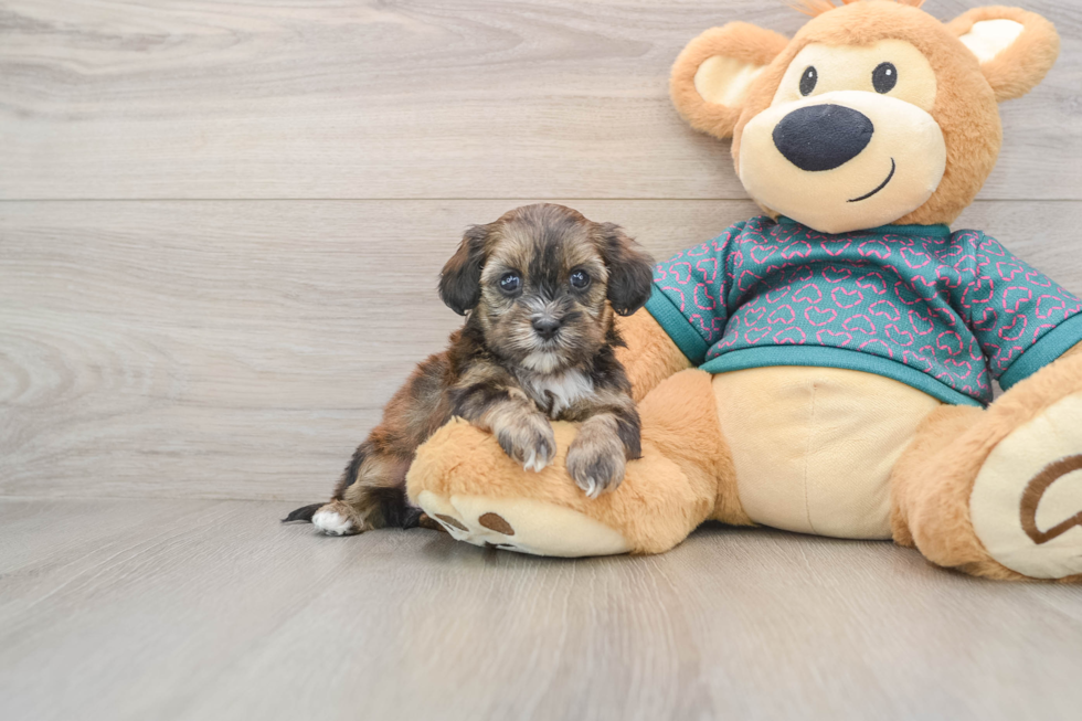 Shih Poo Puppy for Adoption