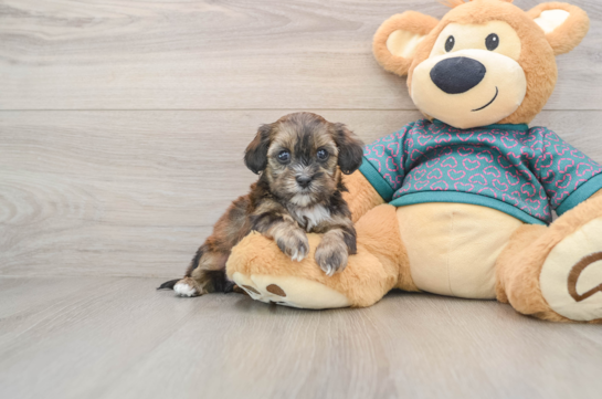 Shih Poo Puppy for Adoption