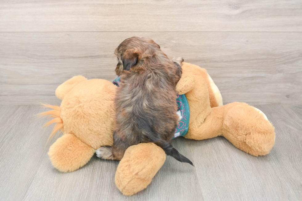 Adorable Shihpoo Poodle Mix Puppy