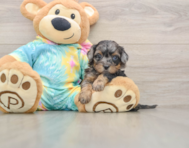 5 week old Shih Poo Puppy For Sale - Windy City Pups