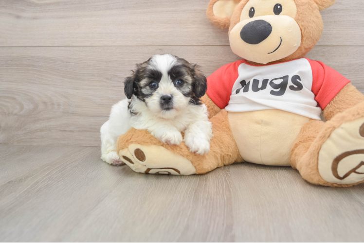 Shih Poo Puppy for Adoption