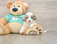 8 week old Shih Poo Puppy For Sale - Windy City Pups