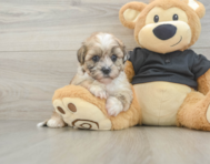 8 week old Shih Poo Puppy For Sale - Windy City Pups