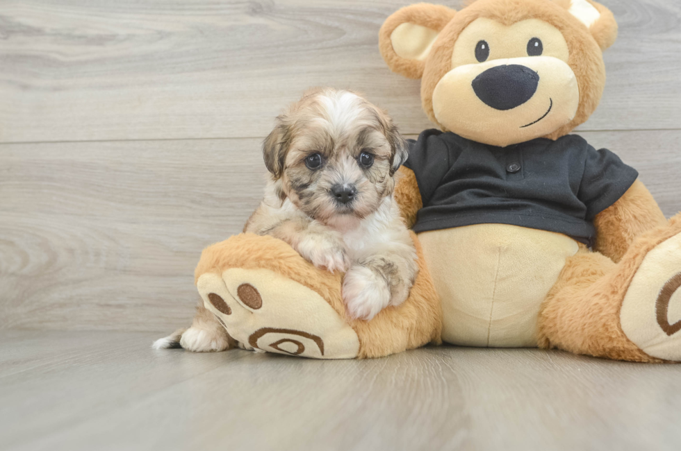 5 week old Shih Poo Puppy For Sale - Windy City Pups