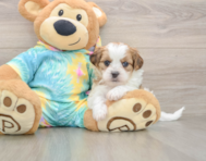 5 week old Shih Poo Puppy For Sale - Windy City Pups