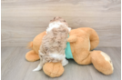 Shih Poo Puppy for Adoption