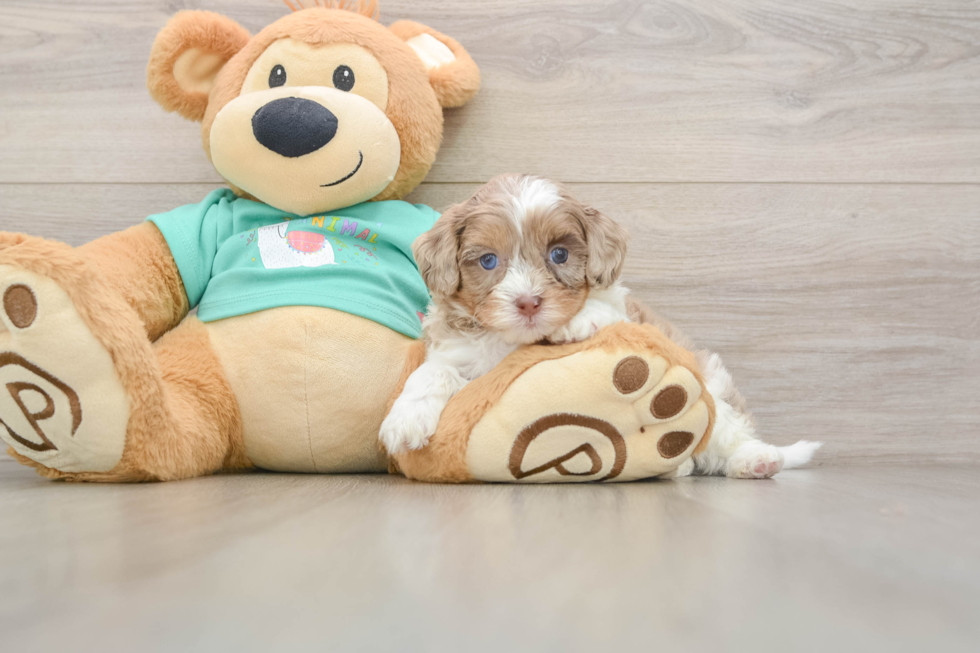 Little Shih Poo Poodle Mix Puppy