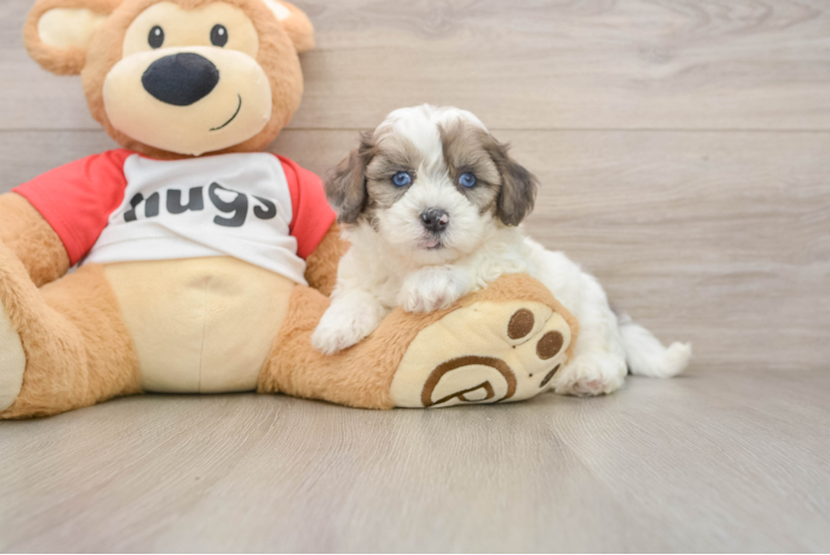 Best Shih Poo Baby