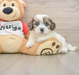 7 week old Shih Poo Puppy For Sale - Windy City Pups