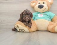 7 week old Shih Poo Puppy For Sale - Windy City Pups