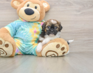 5 week old Shih Poo Puppy For Sale - Windy City Pups