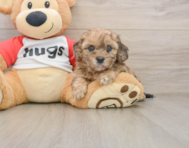 8 week old Shih Poo Puppy For Sale - Windy City Pups
