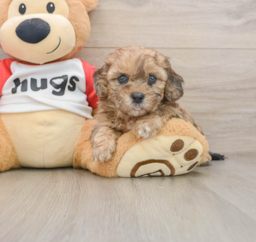 7 week old Shih Poo Puppy For Sale - Windy City Pups