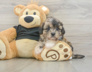 8 week old Shih Poo Puppy For Sale - Windy City Pups