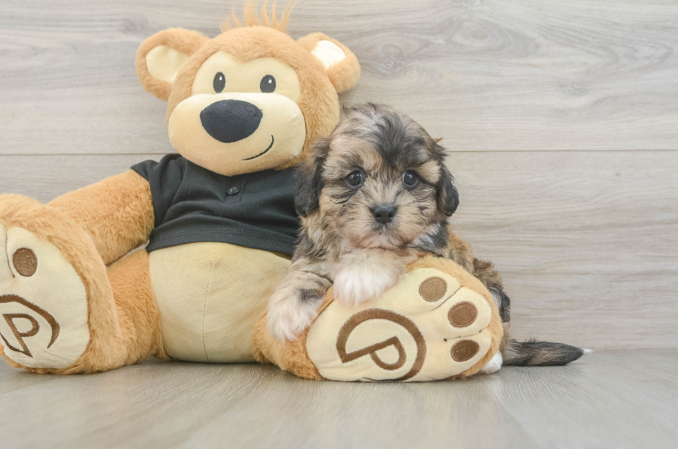 5 week old Shih Poo Puppy For Sale - Windy City Pups