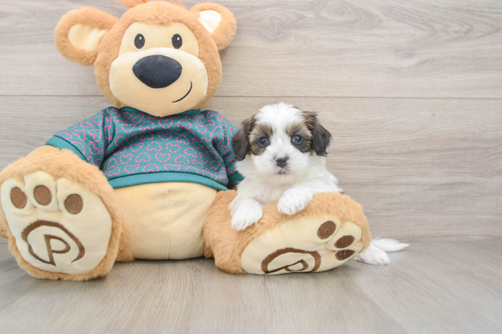 Shih Poo Puppy for Adoption