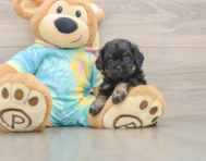 5 week old Shih Poo Puppy For Sale - Windy City Pups