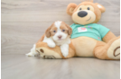 Shih Poo Pup Being Cute