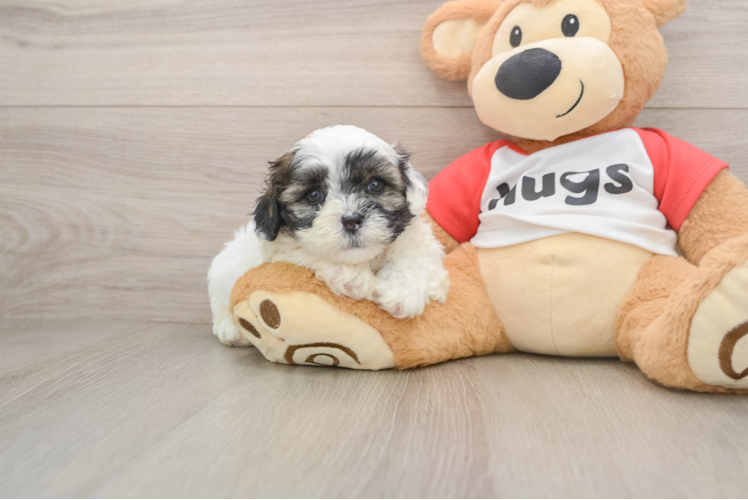 Best Shih Poo Baby