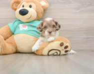 7 week old Shih Poo Puppy For Sale - Windy City Pups
