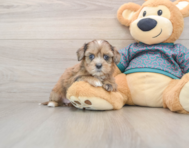 8 week old Shih Poo Puppy For Sale - Windy City Pups