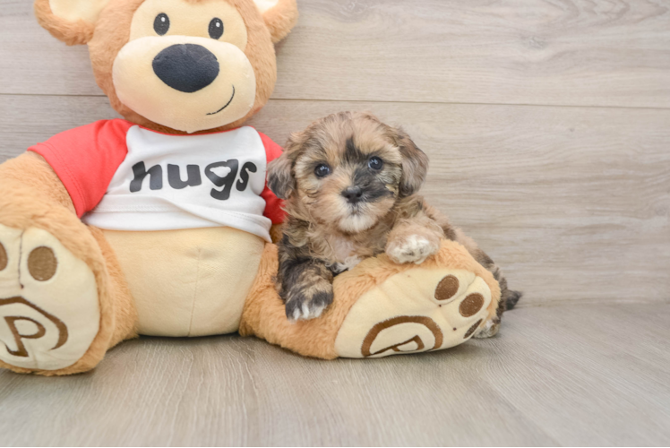 Best Shih Poo Baby