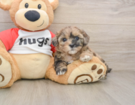 8 week old Shih Poo Puppy For Sale - Windy City Pups