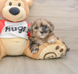 8 week old Shih Poo Puppy For Sale - Windy City Pups