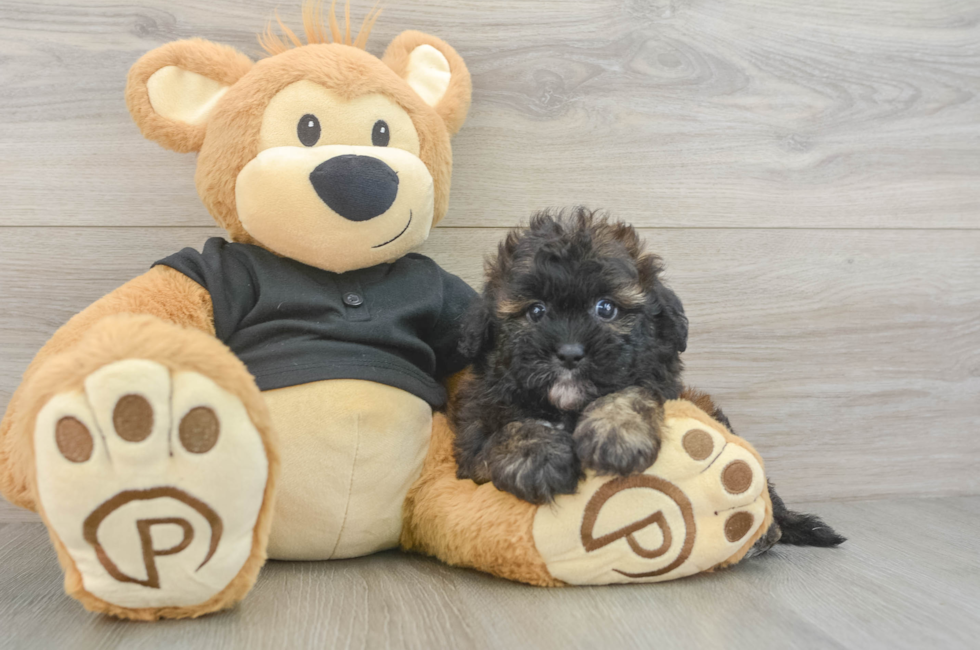 5 week old Shih Poo Puppy For Sale - Windy City Pups