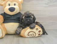 8 week old Shih Poo Puppy For Sale - Windy City Pups