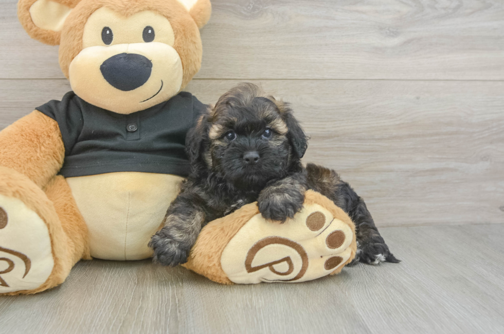 5 week old Shih Poo Puppy For Sale - Windy City Pups