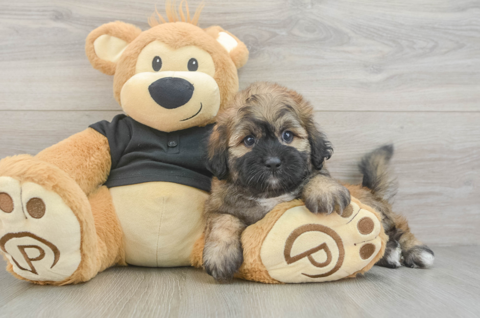 5 week old Shih Poo Puppy For Sale - Windy City Pups